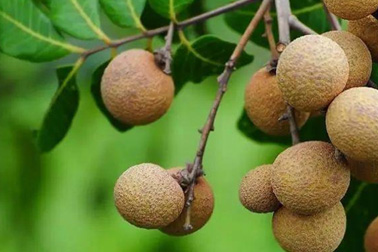 農(nóng)產(chǎn)品檢測(cè)